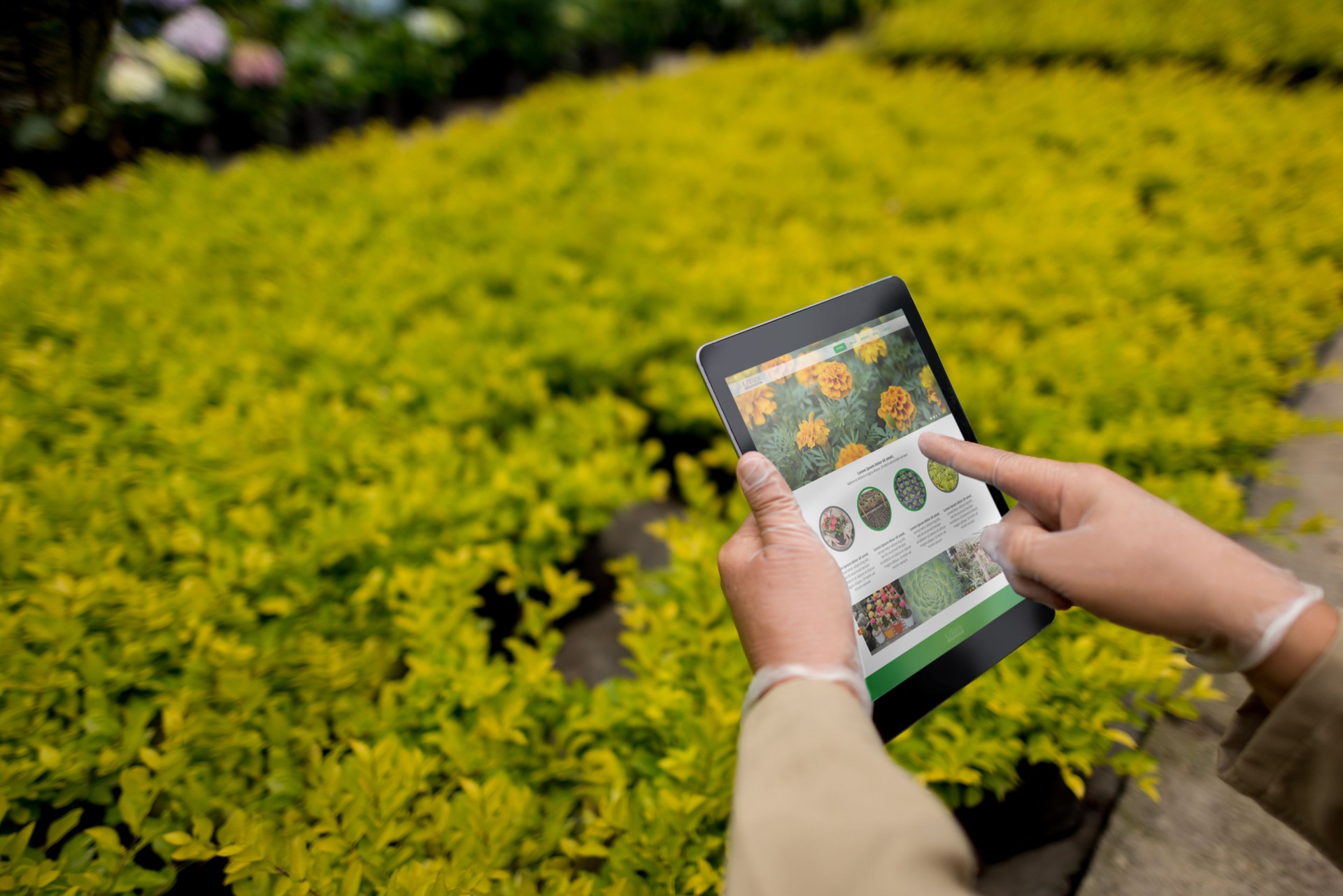 Worker usig tablet computer at a greenhouse